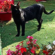Salem participe au concours pour gagner de l'argent avec cette photo : black_cat, cat, flowers, red_flowers, pink_flowers, green_grass, outdoor, sunlight, plant_pot, nature, pet, animal, garden, leafy, flora, shadow, daylight, cute, domestic_cat, curious
