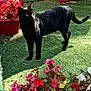 black_cat, cat, flowers, red_flowers, pink_flowers, green_grass, outdoor, sunlight, plant_pot, nature, pet, animal, garden, leafy, flora, shadow, daylight, cute, domestic_cat, curious