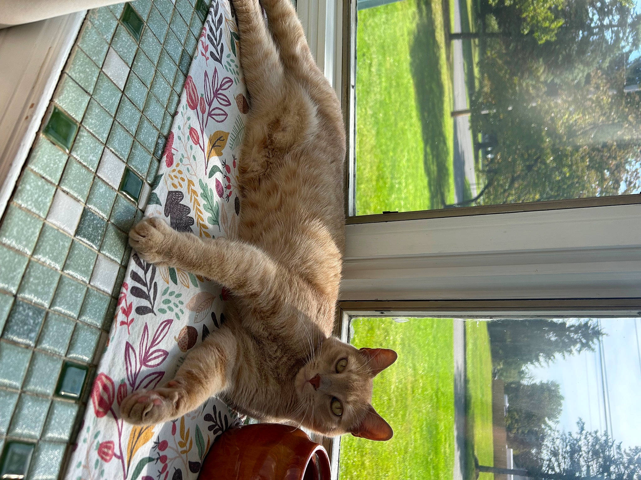 Leonard is registered to the contest to win money with this photo: building, carnivore, cat, domestic_short_haired_cat, fawn, felidae, fur, plant, sash_window, small_to_medium_sized_cats, snout, tail, terrestrial_animal, tints_and_shades, tree, trunk, whiskers, wildlife, window, wood