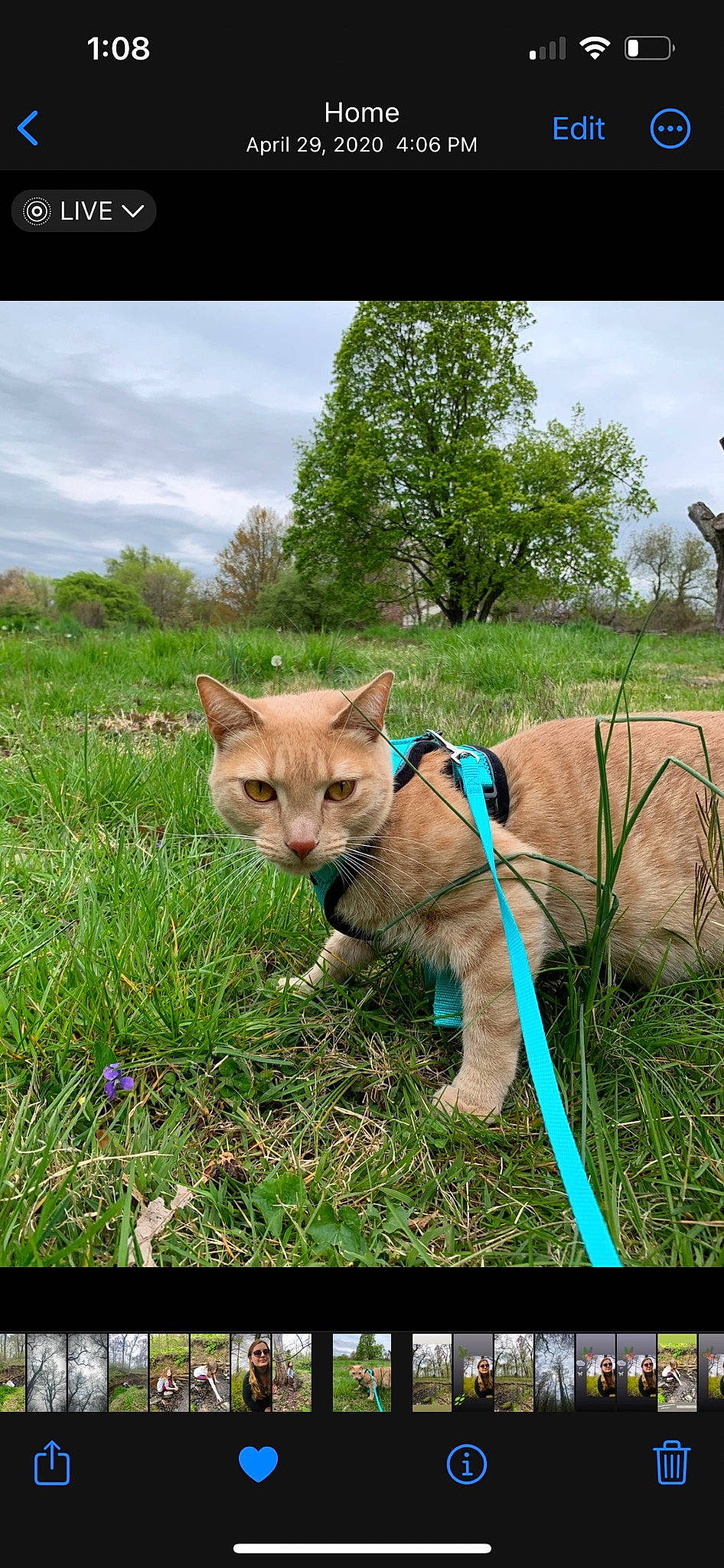 Leonard is registered to the contest to win money with this photo: carnivore, cat, cloud, domestic_short_haired_cat, electric_blue, fawn, felidae, grass, grass_family, grassland, groundcover, plant, sky, small_to_medium_sized_cats, snout, tail, terrestrial_animal, tree, whiskers, working_animal