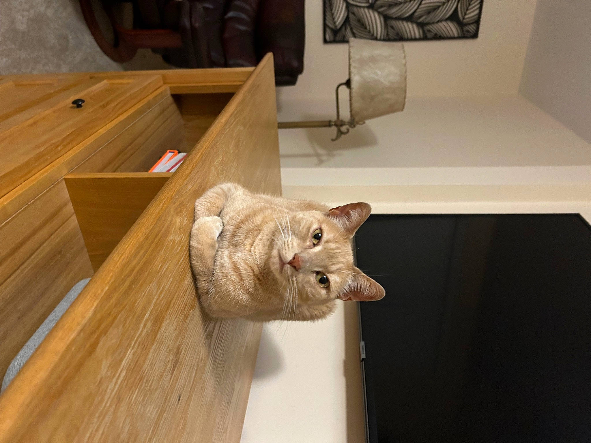 Leonard is registered to the contest to win money with this photo: carnivore, cat, chair, comfort, couch, fawn, felidae, floor, flooring, hardwood, house, plywood, small_to_medium_sized_cats, table, tail, varnish, whiskers, wood, wood_stain, wool