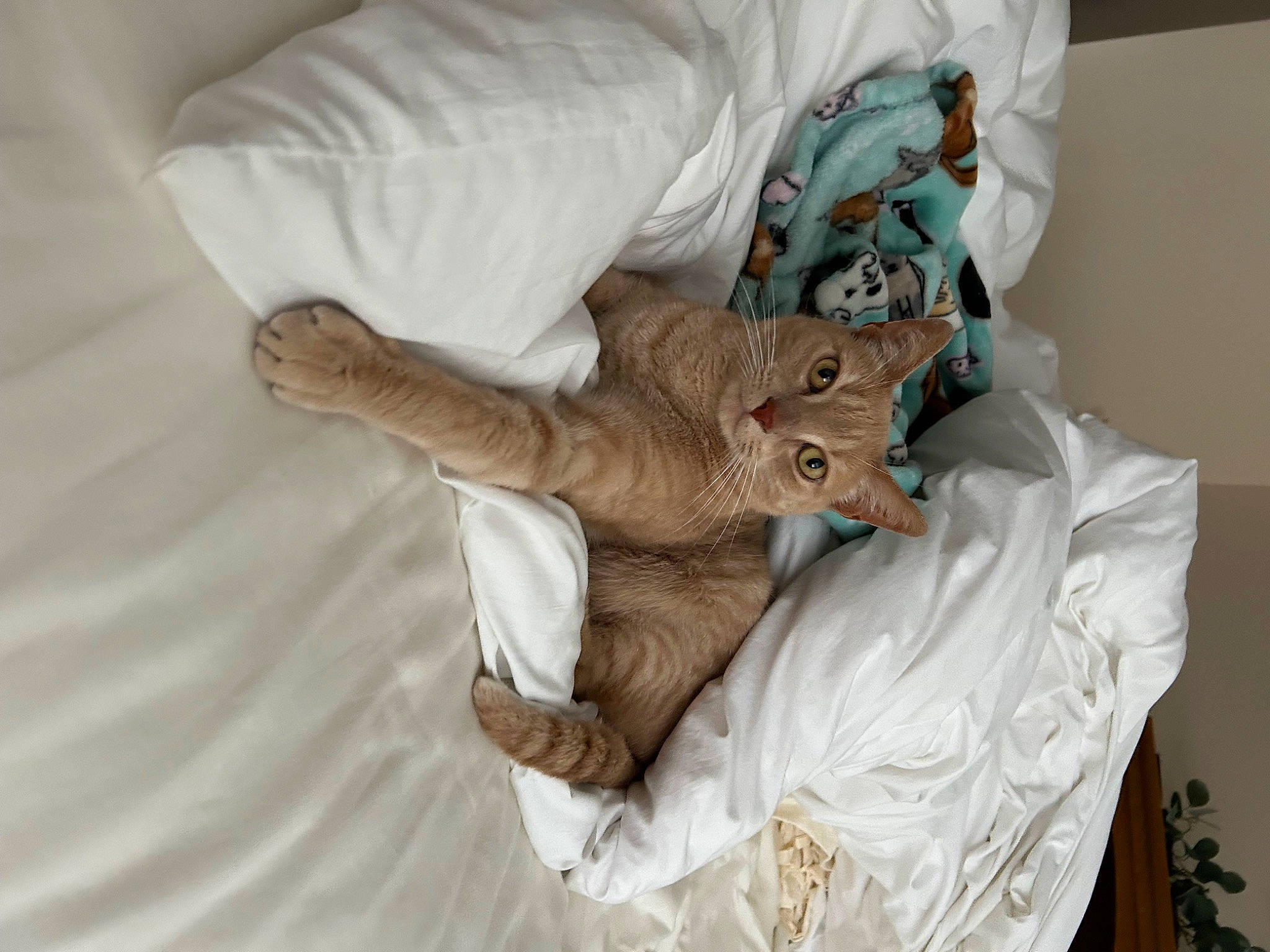 Leonard is registered to the contest to win money with this photo: bed, bed_sheet, bedding, bedroom, canidae, carnivore, cat, claw, comfort, domestic_short_haired_cat, fawn, felidae, fur, linens, room, sleeve, small_to_medium_sized_cats, stuffed_toy, whiskers, wood