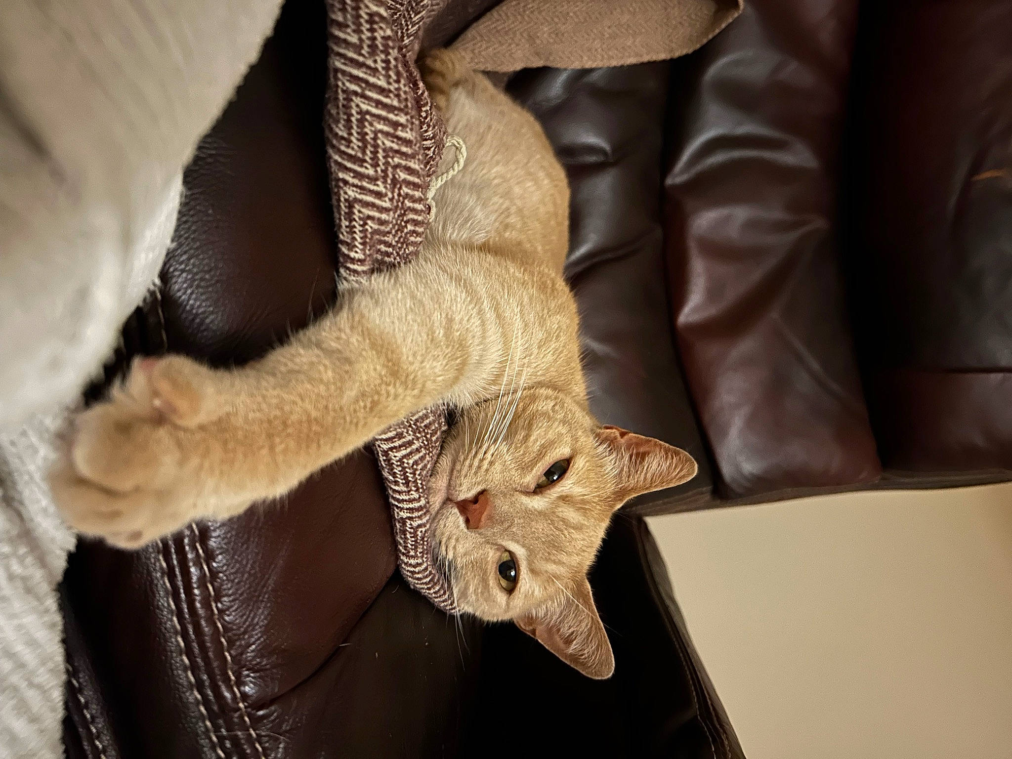 Leonard is registered to the contest to win money with this photo: claw, comfort, couch, fashion_accessory, fawn, felidae, finger, foot, fur, gesture, human_leg, leg, nail, pattern, tail, terrestrial_animal, thigh, thumb, toe, wrist