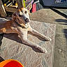 Princess Pearl is registered to the contest to win money with this photo: animal, broom, bucket, collar, colorful, concrete_floor, dog, floor_mat, garage, indoor, lying_down, orange, pet, relaxed, rug, shadow, sunlight, tools, wooden_shelf, workshop