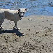 Princess Pearl is registered to the contest to win money with this photo: dog, white_dog, sand, beach, water, shore, outdoor, animal, canine, collar, shadow, ripples, daylight, nature, pet, looking, standing, curious, wet, paw_prints