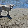 dog, white_dog, sand, beach, water, shore, outdoor, animal, canine, collar, shadow, ripples, daylight, nature, pet, looking, standing, curious, wet, paw_prints