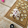 Princess Pearl is registered to the contest to win money with this photo: animal, bees, bowl, concrete, cute, daisies, dog, doormat, floor, looking_up, outdoor, pet, pink_toy, playful, porch, puppy, small_dog, toy, white_dog, young_dog