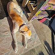 Princess Pearl joined the competition — help win amazing prizes! animal, bench, broom, collar, concrete, daylight, dog, floor, laying_down, mat, outdoor, paint, pet, quiet, relaxing, resting, shadow, sidewalk, sunlight, wood