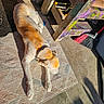 animal, bench, broom, collar, concrete, daylight, dog, floor, laying_down, mat, outdoor, paint, pet, quiet, relaxing, resting, shadow, sidewalk, sunlight, wood