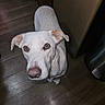 Princess Pearl is registered to the contest to win money with this photo: dog, white_dog, indoor, wooden_floor, pet, canine, looking_up, ears, fur, animal, companion, domestic_dog, flooring, brown_ears, close_up, curious, standing, household, mammal, friendly