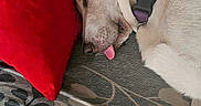 Princess Pearl is registered to the contest to win money with this photo: dog, sleeping, tongue_out, pillow, red, couch, patterned_fabric, collar, indoor, pet, resting, closeup, beige_dog, relaxed, animal, fur, head, ear, comfort, home