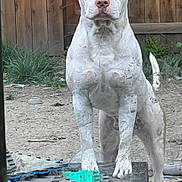 Shukow is registered to the contest to win money with this photo: dog, white_dog, outdoor, fence, yard, grass, dirt, foam_mats, pet, animal, standing, guarding, serious, canine, backyard, nature, daylight, muscular, ears, tail