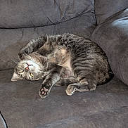 Smokey is registered to the contest to win money with this photo: cat, tabby, pet, animal, feline, couch, furniture, indoor, relaxed, sleepy, paw, fur, whiskers, cute, domestic, cozy, upside_down, resting, living_room, companion