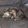 cat, tabby, pet, animal, feline, couch, furniture, indoor, relaxed, sleepy, paw, fur, whiskers, cute, domestic, cozy, upside_down, resting, living_room, companion