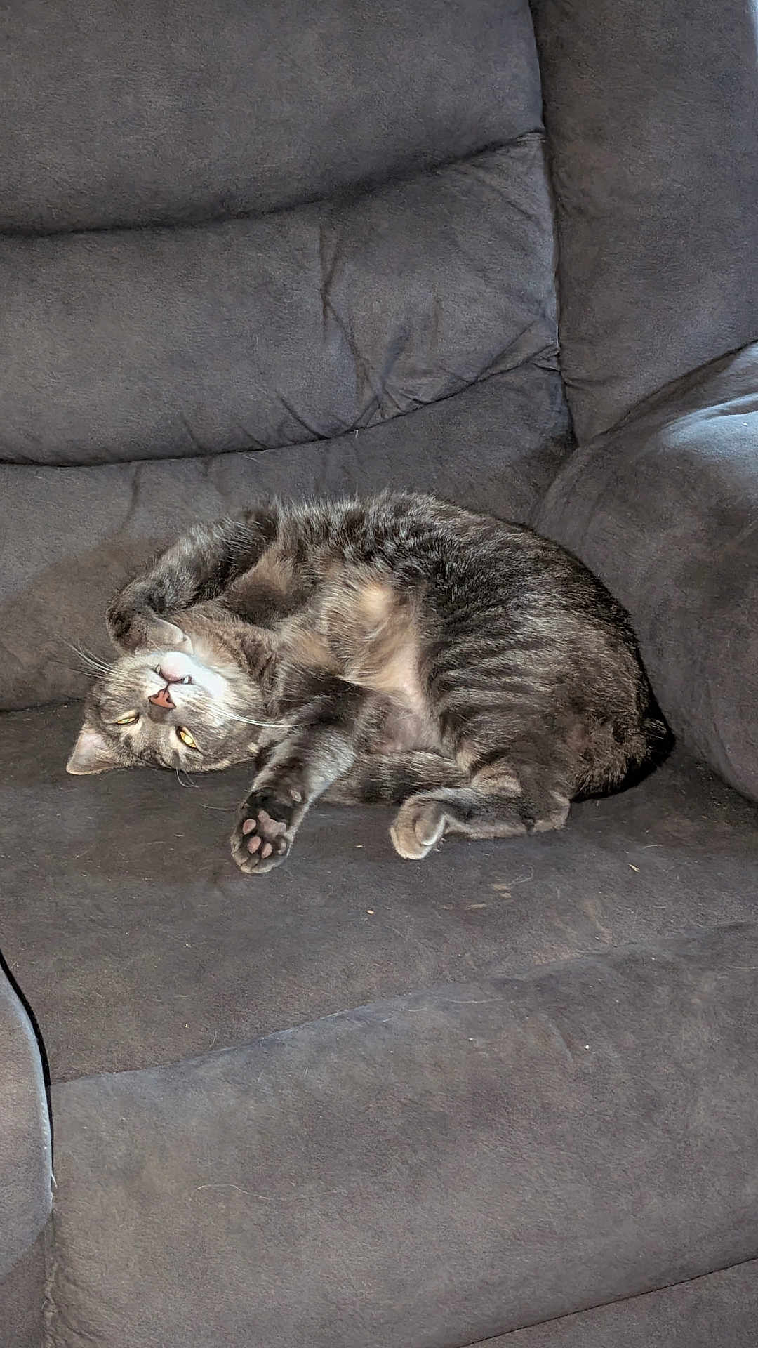 Smokey is registered to the contest to win money with this photo: cat, tabby, pet, animal, feline, couch, furniture, indoor, relaxed, sleepy, paw, fur, whiskers, cute, domestic, cozy, upside_down, resting, living_room, companion