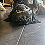 dog, black_dog, lying_down, upside_down, teeth, floor, tile_floor, indoor, playful, pet, animal, canine, paw, snout, funny, grin, nose, fur, domestic, relaxed