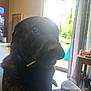 dog, black_dog, indoor, living_room, window, curtains, table, television, floor, furniture, light_glare, pet, animal, domestic, canine, house, daylight, object_in_mouth, cozy, relaxed