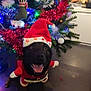 dog, christmas_tree, holiday, festive, santa_hat, santa_costume, indoor, decorations, tinsel, lights, happy, black_dog, floor, smiling, celebration, ornaments, home, festivity, christmas, pet