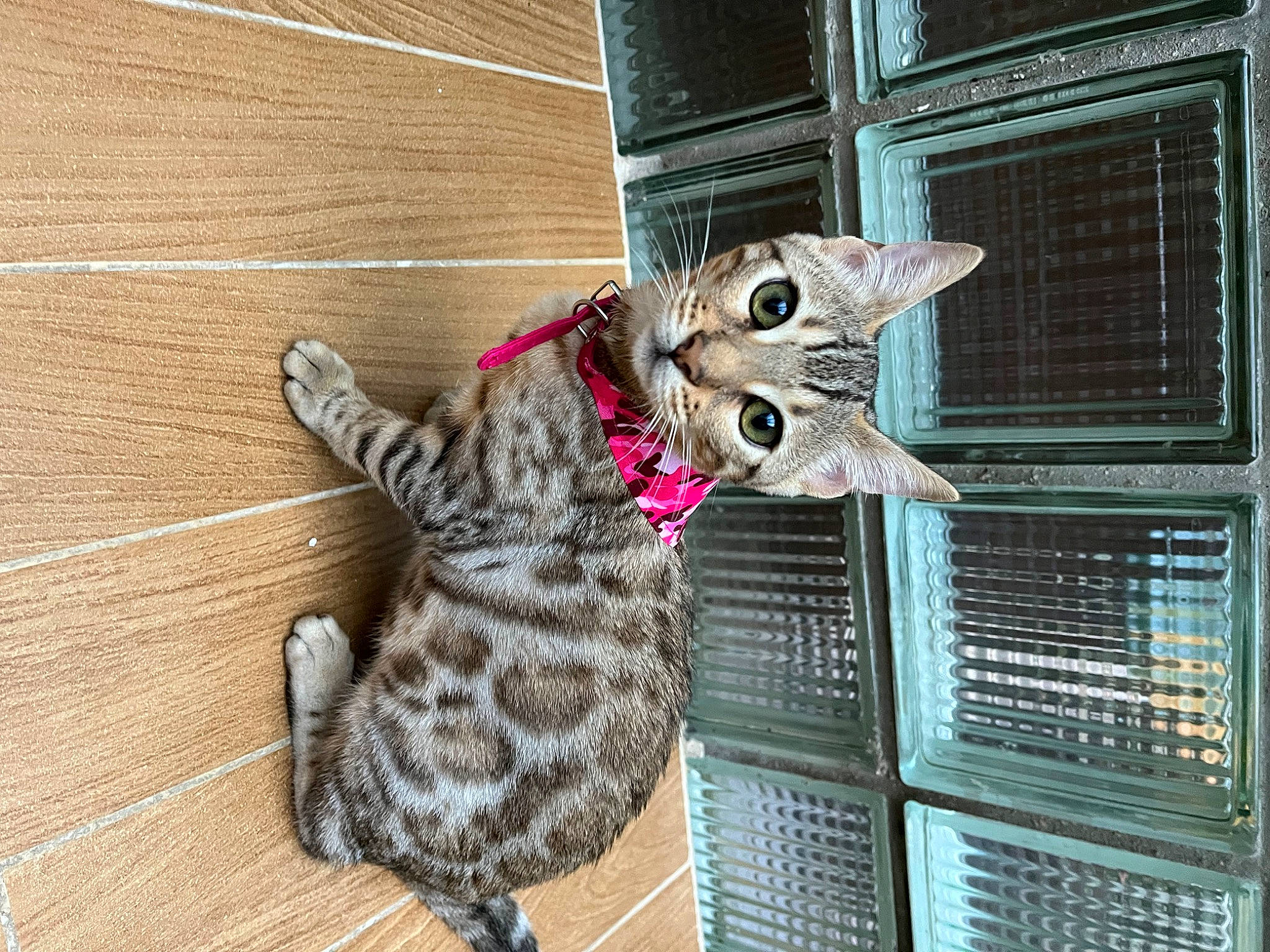 Kokoa a rejoint le concours — aidez-le/la à gagner de superbes lots ! animal_shelter, carnivore, cat, cat_supply, domestic_short_haired_cat, fawn, felidae, flooring, fur, hardwood, mesh, paw, pet_supply, plywood, small_to_medium_sized_cats, snout, tail, whiskers, wood, wood_stain