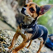 Repo Man is registered to the contest to win money with this photo: alert, animal, black, brown, canine, close_up, collar, cute, dog, ears_up, focused, fur, nature, outdoor, pebbles, pet, portrait, small_dog, standing, white_paws