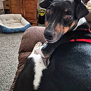 Sherman joined the competition — help win amazing prizes! dog, black_and_white, red_harness, couch, living_room, carpet, dog_bed, wooden_cabinet, plant, furniture, pet, indoor, cozy, looking_back, close_up, animal, relaxing, home, comfort, fur