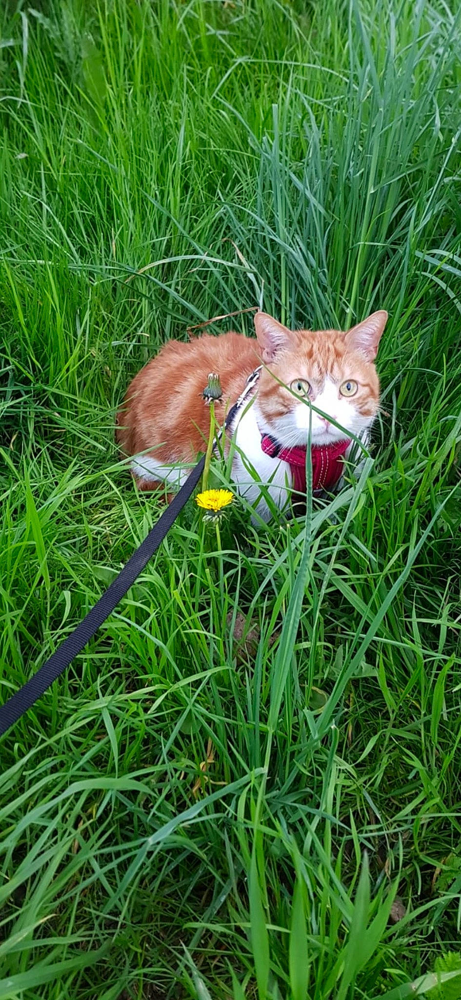 Bilbo participe au concours pour gagner de l'argent avec cette photo : carnivore, cat, fawn, felidae, fur, grass, grass_family, liver, organism, plant_stem, small_to_medium_sized_cats, terrestrial_animal, tongue, tooth, whiskers, wild_cat