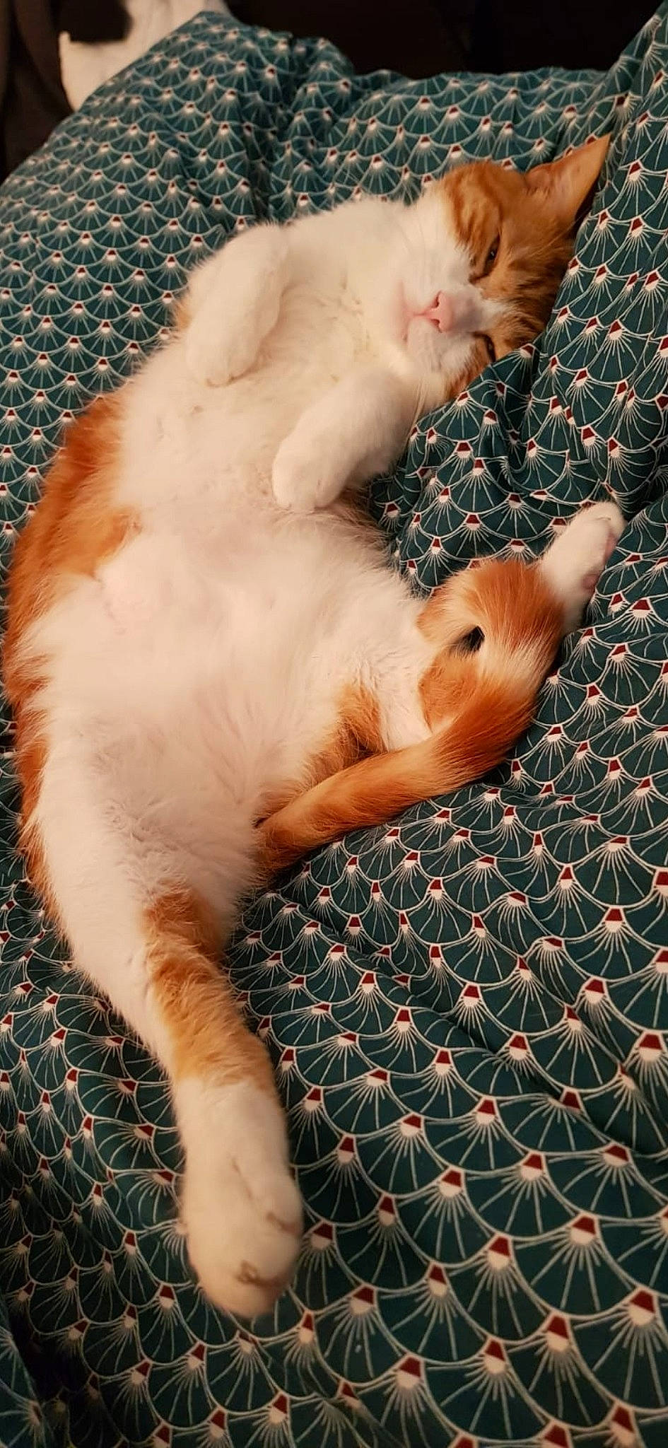 Bilbo participe au concours pour gagner de l'argent avec cette photo : carnivore, cat, claw, fawn, felidae, foot, fur, kitten, organism, paw, peach, skin, small_to_medium_sized_cats, snout, tail, toe, vertebrate, whiskers