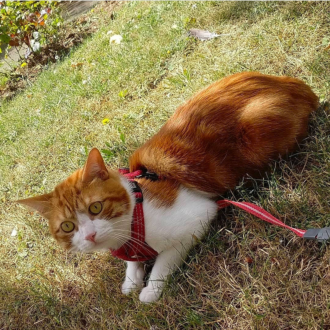 Bilbo participe au concours pour gagner de l'argent avec cette photo : carnivore, cat, collar, fawn, felidae, fur, liver, small_to_medium_sized_cats, tail, terrestrial_animal, vertebrate, whiskers