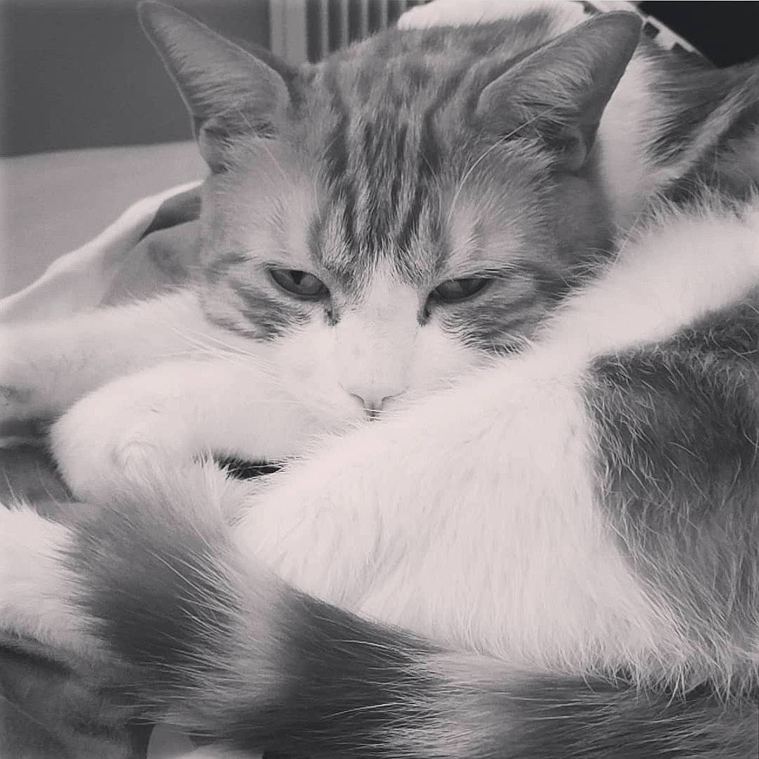 Bilbo participe au concours pour gagner de l'argent avec cette photo : black_and_white, carnivore, cat, cat_supply, comfort, curious, domestic_short_haired_cat, european_shorthair, felidae, fur, monochrome_photography, pet_supply, small_to_medium_sized_cats, snout, vertebrate, whiskers