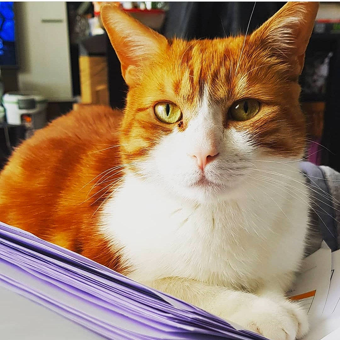 Bilbo a rejoint le concours — aidez-le/la à gagner de superbes lots ! carnivore, cat, collar, comfort, domestic_short_haired_cat, felidae, fur, orange, peach, pet_supply, small_to_medium_sized_cats, snout, vertebrate, whiskers