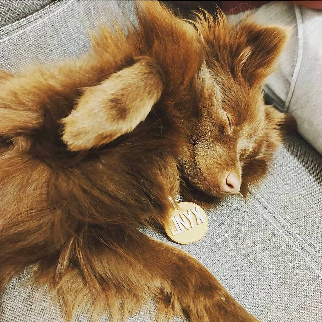 Onyx participe au concours pour gagner de l'argent avec cette photo : beige, brown, claw, dog_breed, fawn, fur, liver, natural_material, pack_animal, paw, snout, stuffed_toy, tan, textile