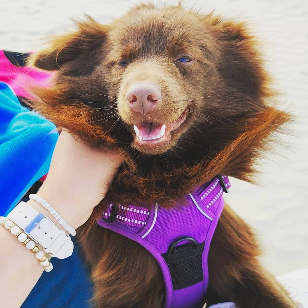 Onyx a rejoint le concours — aidez-le/la à gagner de superbes lots ! bracelet, brown, canidae, carnivore, collar, companion_dog, dog, dog_breed, dog_collar, dog_supply, fawn, fur, liver, pet_supply, snout, sporting_group, tongue, tooth, vertebrate, working_animal