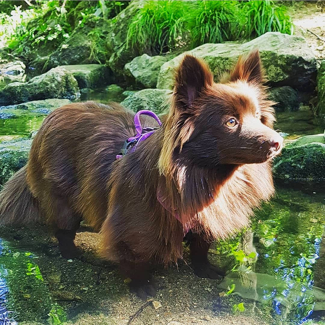 Onyx a rejoint le concours — aidez-le/la à gagner de superbes lots ! canidae, carnivore, companion_dog, dog, dog_breed, fawn, garden, grass, groundcover, herding_dog, king_shepherd, liver, moss, non_sporting_group, non_vascular_land_plant, snout, sporting_group, working_animal, working_dog