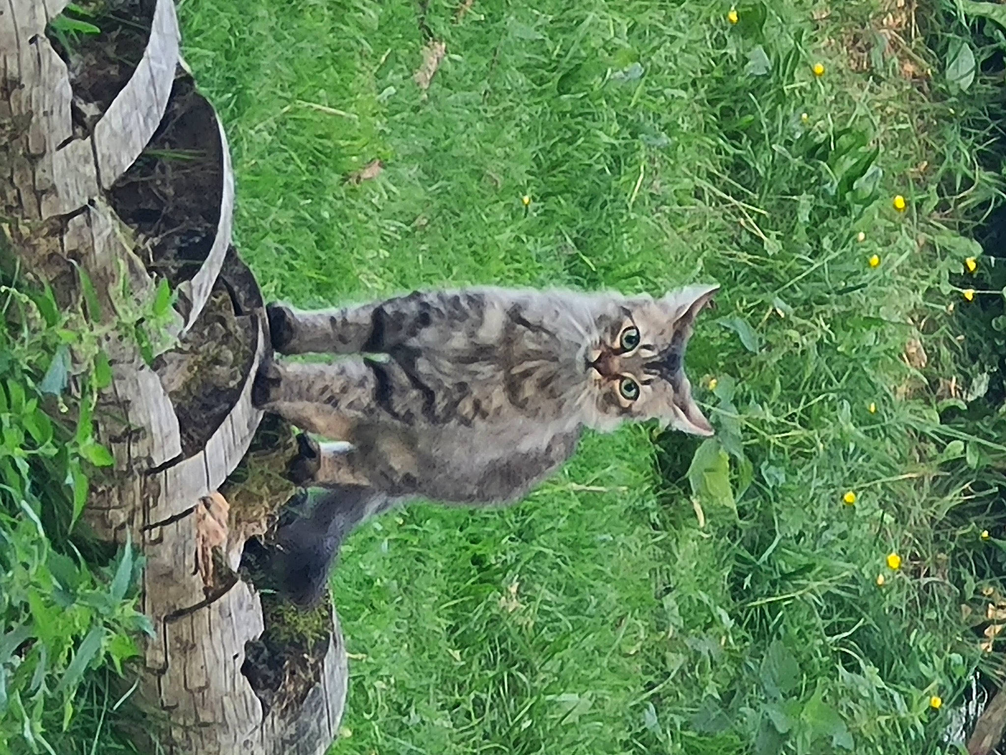 Pluche a rejoint le concours — aidez-le/la à gagner de superbes lots ! beak, camouflage, carnivore, cat, domestic_short_haired_cat, fawn, felidae, flower, fur, grass, groundcover, lynx, owl, plant, small_to_medium_sized_cats, tail, terrestrial_animal, tree, trunk, whiskers