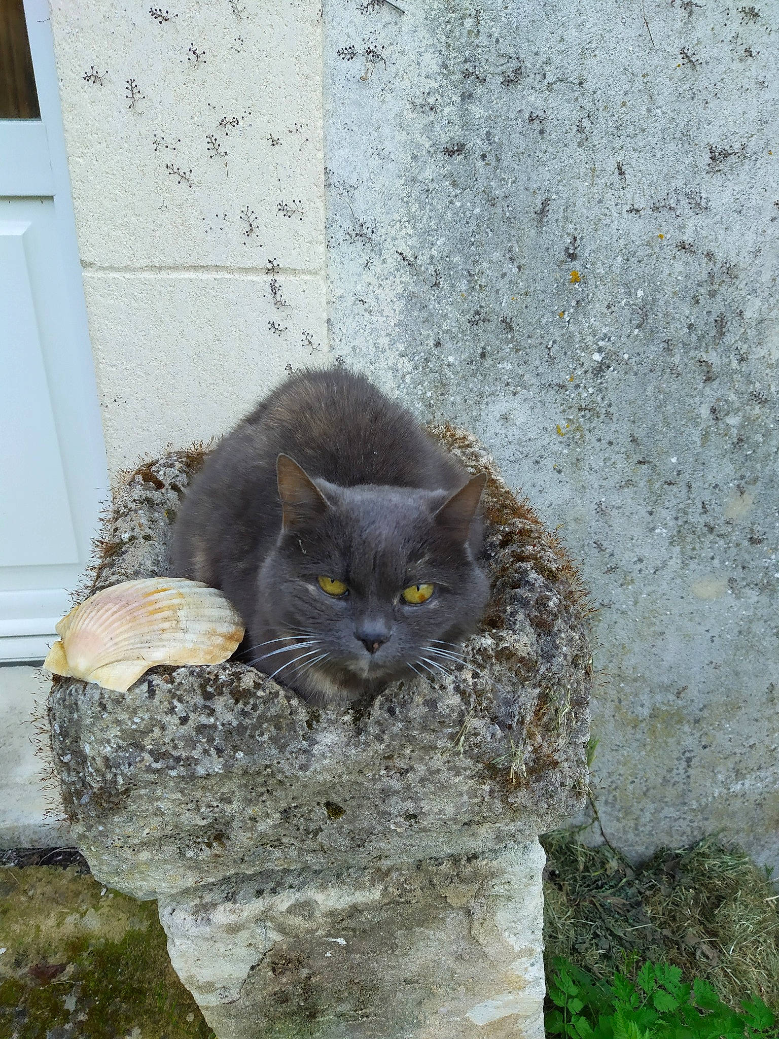 Crickette participe au concours pour gagner de l'argent avec cette photo : black_cat, carnivore, cat, concrete, domestic_short_haired_cat, felidae, fur, grass, grey, groundcover, road_surface, rock, small_to_medium_sized_cats, snout, soil, tail, terrestrial_animal, whiskers