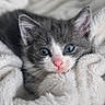 Suki is registered to the contest to win money with this photo: adorable, animal, blue_eyes, cat, closeup, cozy, cute, fluffy_blanket, fur, gray_cat, indoor, kitten, pet, pink_nose, resting, sleepy, soft_texture, whiskers, white_cat, young