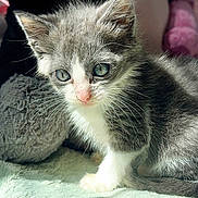 Suki is registered to the contest to win money with this photo: adorable, animal, cat, closeup, cute, eyes, face, feline, fur, gray, indoors, kitten, paw, pet, small, soft, sunlight, whiskers, white, young