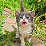 Suki joined the competition — help win amazing prizes! adorable, animal, blue_eyes, cat, closeup, cute, daylight, fur, greenery, kitten, meowing, nature, outdoor, path, pet, plants, small, tail, whiskers, young