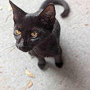 Spidey joined the competition — help win amazing prizes! abyssinian, accessories, animal, blackcat, cat, kitten, manx, pet, strap
