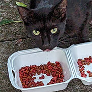 Emma joined the competition — help win amazing prizes! abyssinian, animal, blackcat, bowl, canine, cat, dog, food, fruit, kitten, lunch, manx, meal, pet, plant, pottedplant, produce, snack