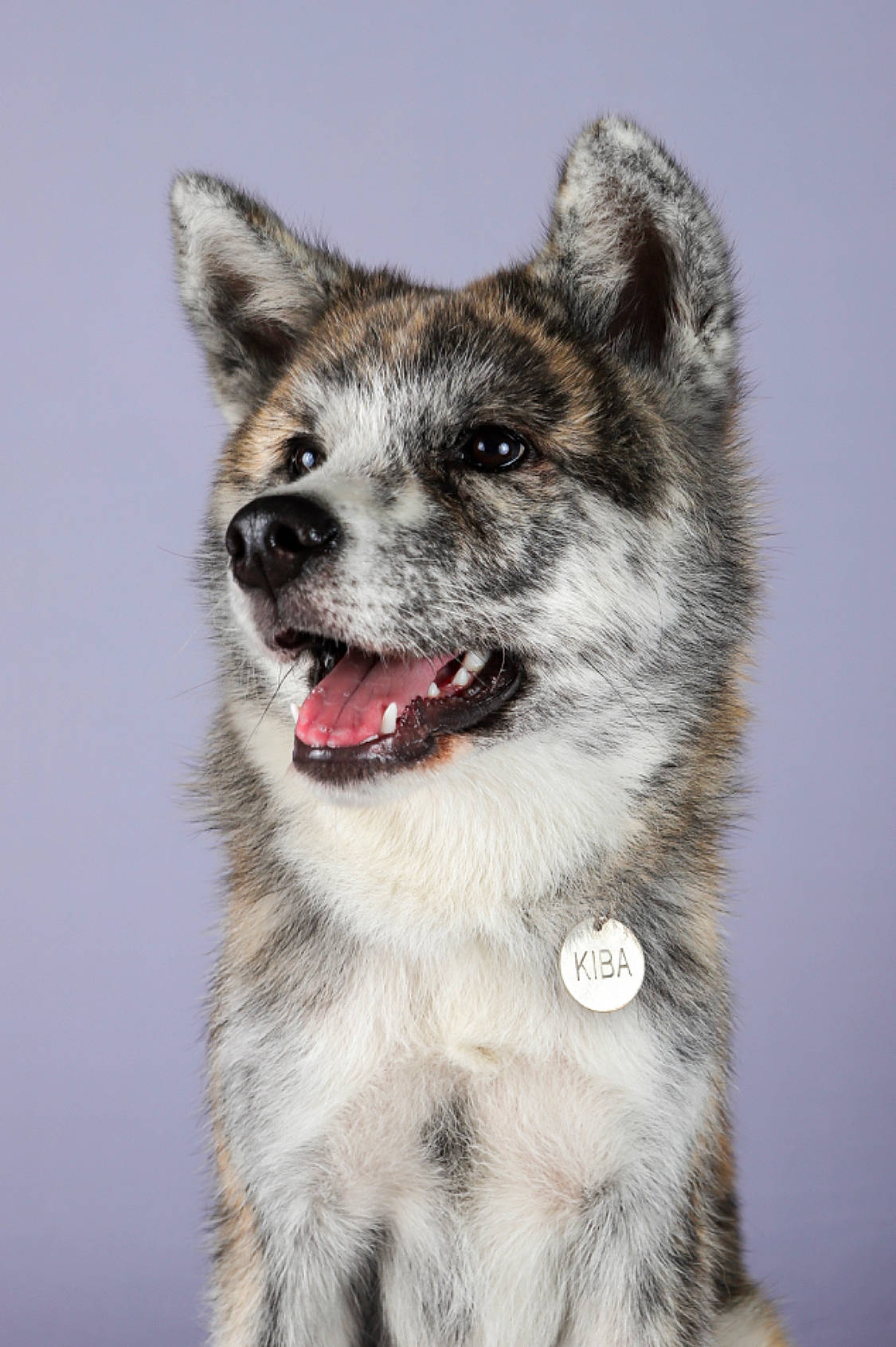 Kiba a rejoint le concours — aidez-le/la à gagner de superbes lots ! ancient_dog_breeds, art, carnivore, collar, dog, dog_breed, fang, fur, plant, snout, terrestrial_animal, whiskers, wildlife, winter, wolf, working_dog