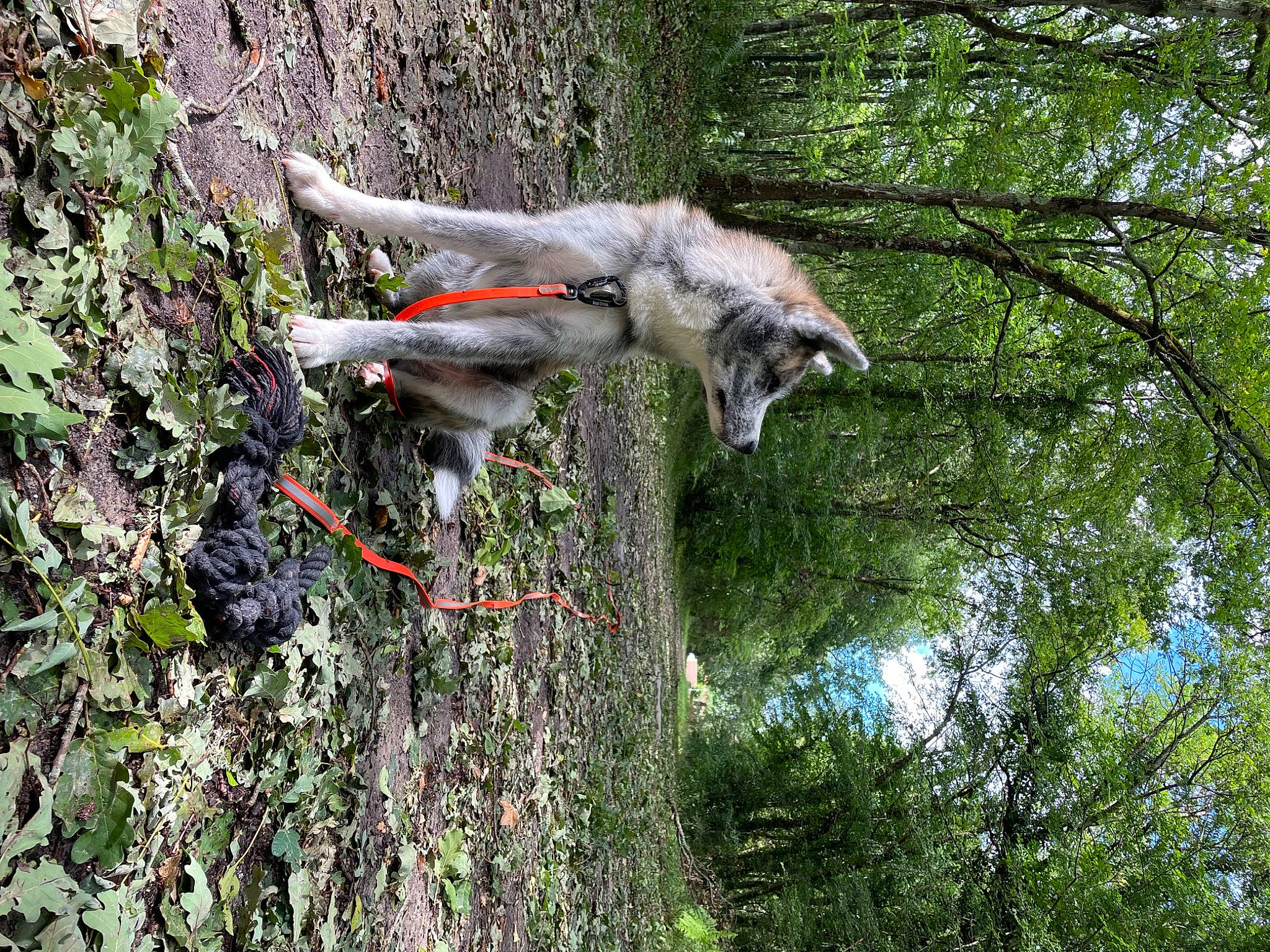 Kiba a rejoint le concours — aidez-le/la à gagner de superbes lots ! adventure, canidae, carnivore, dog, dog_breed, fawn, forest, grass, jungle, pack_animal, plant, recreation, sporting_group, tail, temperate_broadleaf_and_mixed_forest, tree, trunk, water, wood, working_animal