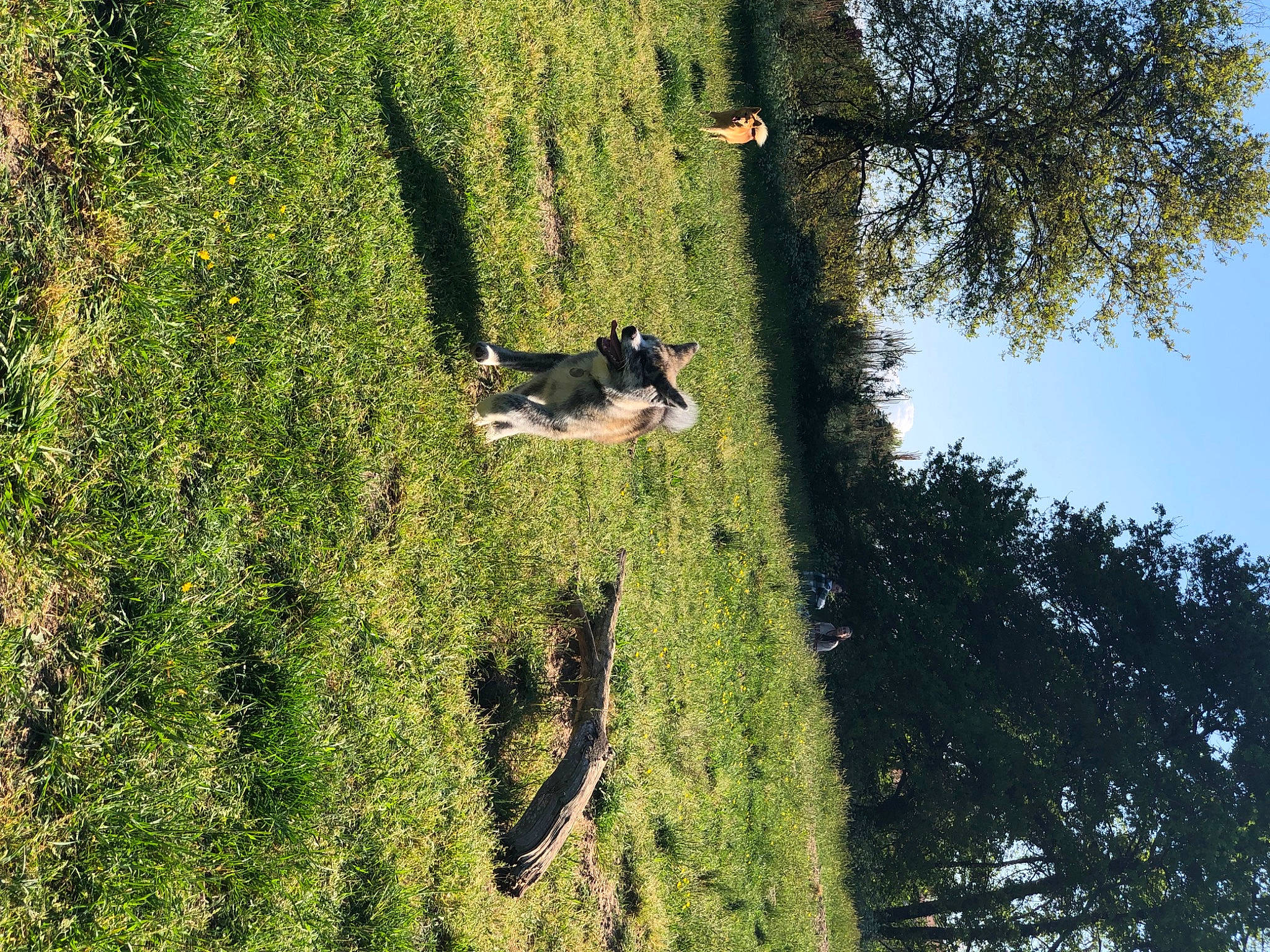 Kiba participe au concours pour gagner de l'argent avec cette photo : biome, branch, forest, grass, grassland, landscape, leaf, leisure, natural_landscape, people_in_nature, plant, plant_community, shrub, sky, slope, tree, trunk, vegetation, watercourse, woody_plant