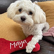 Maya participe au concours pour gagner de l'argent avec cette photo : dog, white_dog, toy, bone_toy, couch, leather, cushion, yellow_cushion, pet, indoor, closeup, fluffy, small_dog, paw, relaxed, cute, looking_at_camera, cozy, name_embroidery, red_toy