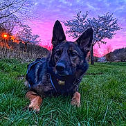 Jenna participe au concours pour gagner de l'argent avec cette photo : dog, german_shepherd, grass, sunset, purple_sky, pink_sky, tree, blossom, flowering_tree, nature, outdoor, canine, animal, pet, collar, evening, field, scenery, quiet, peaceful