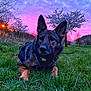 dog, german_shepherd, grass, sunset, purple_sky, pink_sky, tree, blossom, flowering_tree, nature, outdoor, canine, animal, pet, collar, evening, field, scenery, quiet, peaceful