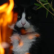 Pimousse a rejoint le concours — aidez-le/la à gagner de superbes lots ! cat, fire, flames, black_and_white, fur, collar, tag, leaf, branch, dark_background, reflection, closeup, pet, animal, whiskers, intense_look, outdoor, nature, light, shadow