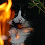 cat, fire, flames, black_and_white, fur, collar, tag, leaf, branch, dark_background, reflection, closeup, pet, animal, whiskers, intense_look, outdoor, nature, light, shadow