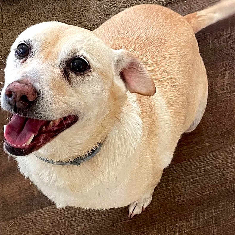 Ibuki is registered to the contest to win money with this photo: dog, canine, pet, smiling, happy, light_fur, collar, indoor, wooden_floor, tail, looking_up, mammal, animal, cute, friendly, companion, domestic_animal, fur, face, ears