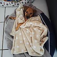 Aïko participe au concours pour gagner de l'argent avec cette photo : puppy, dog_bed, blanket, polka_dot, toy, floor_tile, cozy, brown_dog, pet, indoor, relaxed, snuggled, soft, cute, animal, pet_toy, resting, young_dog, fur, comfort